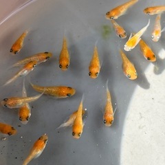 王華メダカ ダルマ