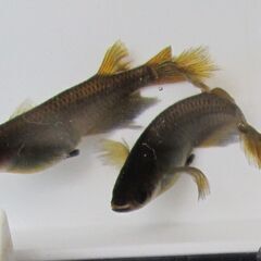 めだか ブラック黄金体色 ヒレ長「サタン」③ の有精卵 30個＋α