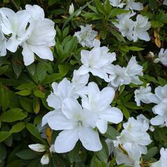 マヤ暦って？聞いたことあるけど、どんな占い？