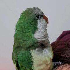 オキナインコ