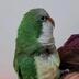 ランキングキーワードに紐づく投稿画像-インコ