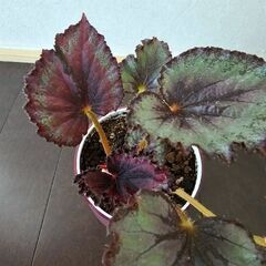 レックスベゴニア　ニューヨーク　観葉植物　鉢ごとの画像