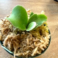 【観葉植物】 商談中　ビカクシダ　苗ちゃんセット 4個の画像