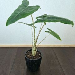 希少　アロカシア　ゼブリナ　レティキュラータ　鉢ごと　観葉植物