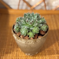 観葉植物🪴②真ん中の茶色の鉢の画像