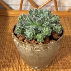 観葉植物🪴②真ん中の茶色の鉢の画像