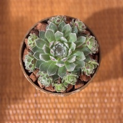 観葉植物🪴②真ん中の茶色の鉢の画像