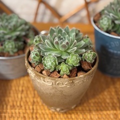 観葉植物🪴②真ん中の茶色の鉢
