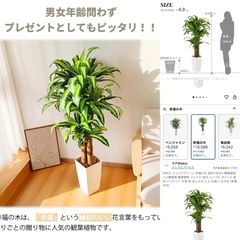 観葉植物 フェイクグリーン 【大型】 幸福の木とアセビのセットの画像