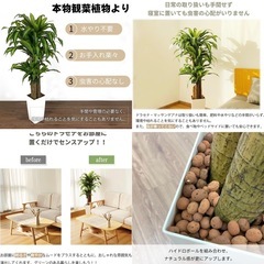 観葉植物 フェイクグリーン 【大型】 幸福の木とアセビのセットの画像