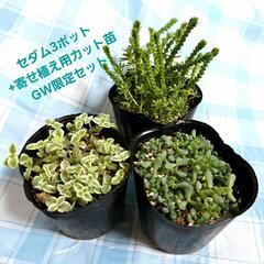 GW限定⭐多肉寄せ植えセット