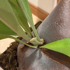 観葉植物🪴②コウモリラン の画像