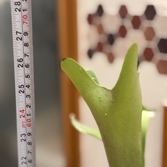 観葉植物🪴②コウモリラン の画像
