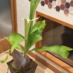観葉植物🪴②コウモリラン の画像