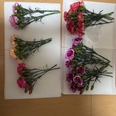 カーネーション💐切花5種類セット