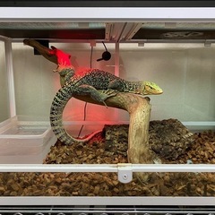 イエローヘッドモニター　ケージ➕生体