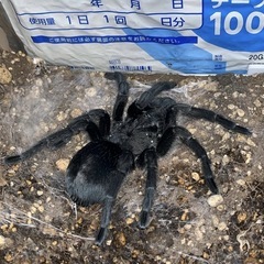 ブラジリアンブラック♂♀ペア