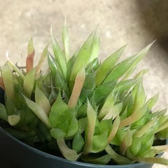 【無料】ハオルチア苗の画像