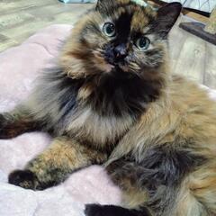 高齢者可！預かりをお願いします。スリスリの高齢サビちゃん。