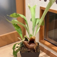 観葉植物🪴①コウモリラン の画像