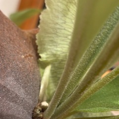 観葉植物🪴①コウモリラン の画像