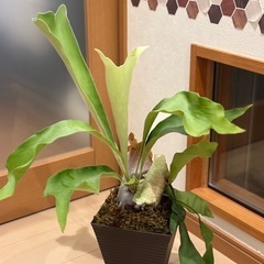 観葉植物🪴①コウモリラン 