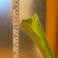 観葉植物🪴①コウモリラン の画像