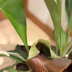観葉植物🪴①コウモリラン の画像