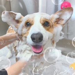 近隣でワンコ爪切り出来る方いますか　キャバリア　コーギー好きな方 - 稲城市
