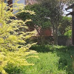 【草刈り】草刈り致します【無料見積り】 - 剪定/造園