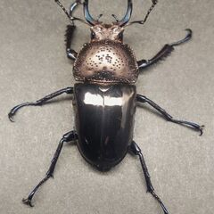 ドウイロクワガタ♂35㎜単品(使用済み)