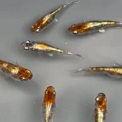 【特選】紅花魁メダカ店頭販売‼️名古屋改良メダカ直売所  GW5...