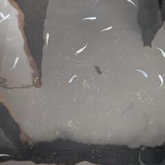 メダカ　卵　稚魚