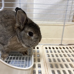 ネザーランドうさぎ里親募集 - 川越市