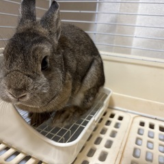 ネザーランドうさぎ里親募集 - その他
