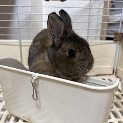 ネザーランドうさぎ里親募集