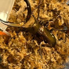 メタリフェルホソアカクワガタ　パープル血統