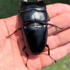 親虫大型アルキデスヒラタクワガタ　幼虫