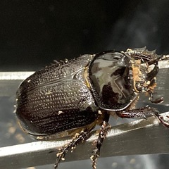 バラタスサスマタサイカブト★♂1♀2トリオ