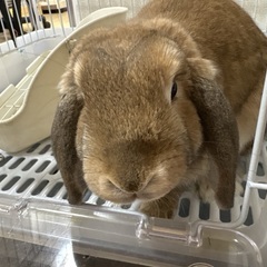 ロップイヤーうさぎ里親募集