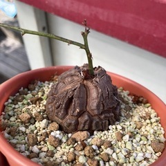 亀甲竜