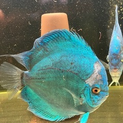 ブルーダイヤモンドディスカス　ペア