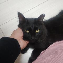 おしゃべりな黒猫ちゃん