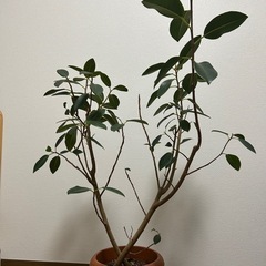観葉植物　フランスゴムの木　鉢セットの画像