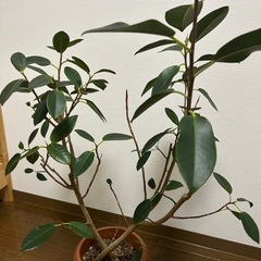観葉植物　フランスゴムの木　鉢セットの画像