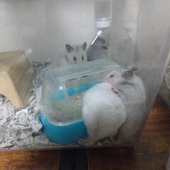 ゴールデンハムスター