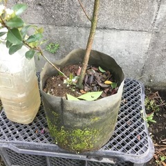 ヒメシャリンバイ100センチの画像