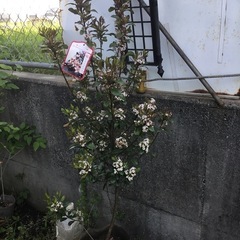 ヒメシャリンバイ100センチの画像