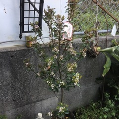 ヒメシャリンバイ100センチの画像
