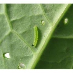 モンシロチョウの幼虫を探してます泣